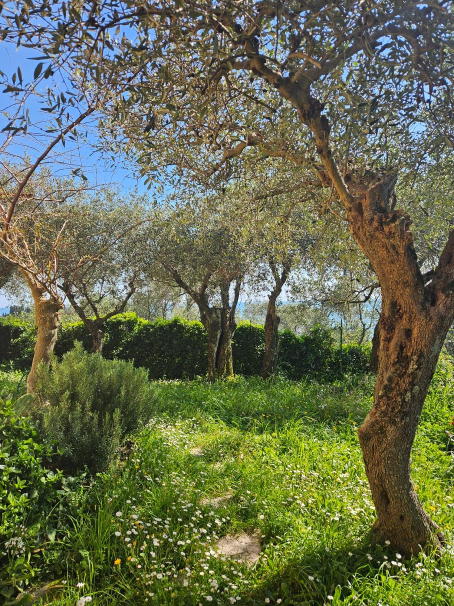 Villa Degli Ulivi - Free Parking Леричи Екстериор снимка